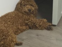 Toy Poodle 6.5 Aylık