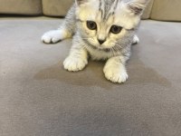 Scottish Straight Silver Tabby Dişi