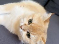 Yetişkin kısır olmayan dişi ny12 şecereli british shorthair