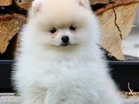 Karbeyaz Pomeranian Boo