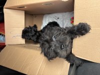 TOY POODLE ÇİFT