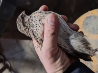 45 günlük japon ve Jumbo bıldırcın
