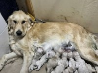 A kalite ırk sağlık garantili golden retriever bebekler