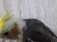 Yavru sultan papağanı 3 aylık