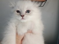 Erkek bebeklerim british longhair teslime hazır