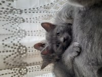 60 Günlük Russian Blue