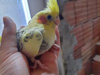 Sağlıklı Sultan Papağanları