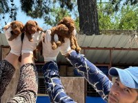 Toy poodle yavrularımız ruhsatlı çiftliğinden