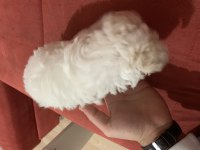 Bembeyaz çok akıllı terrier