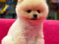 Pomeranian boo köpekler