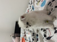 Tatlı scottish fold kedimiz