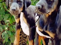 IRK VE SAĞLIK GARANTİ DOBERMAN YAVRULARIMIZ