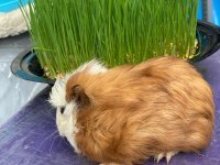 Guinea Pig Ler Bebek