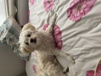 Oyuncu 8 aylık erkek maltipoo