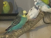 JUMBO KIRIĞI Yerli muhabbet kuşu Erkekler