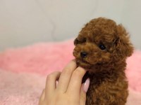 Kaliteli Toy Poodle