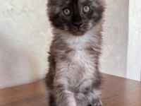DEV black smoke erkek maine coon