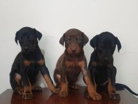 Saf kan scr DOBERMAN yavruları
