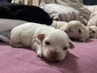 Acil sahiplendirilecek yavru 0 beden pekinez köpekler