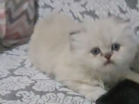 British longhair blue point dişi bebek