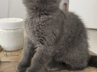 British Shorthair Kitten