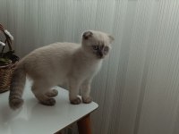 Scottish Blue Point