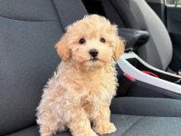 Eğitimli Maltipoo Yavrular