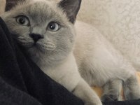 British Shorthair blue point oğlumuza eş arıyoruz