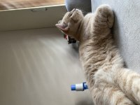 British shorthair 5 aylık