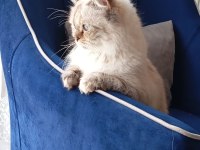 British longhair blue point 2 yaşında