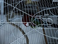 Kırmızı yeşil kanat macaw