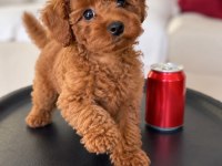 Safkan Toy Poodle