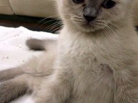 Minik scottish fold erkeğimize yeni yuva