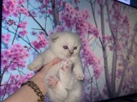 Scottish fold kedisi