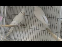 Albino Sultan Papağanı Takımları ve Yavrular