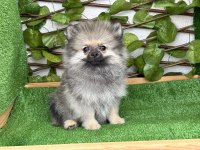 POMERANİAN 2 ERKEK 2 DİŞİ