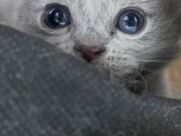 Scottish fold yavrularımız yuva arıyor