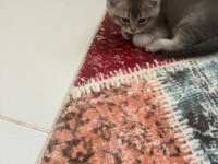 YAVRU KEDİLERİMİZ - ANNE RUS BABA SCOTTİSH FOLD