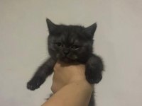 British shorthair yavru kedilerimiz