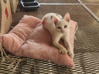 KEDİMİZ MANTI İÇİN ÖMÜRLÜK BİR YUVA ARANIYOR