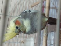 Sultan papağanı