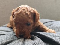 Orjinal anne yanından toy poodle
