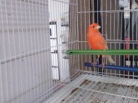 Sahibinden Farklı Irklardan Ötüm Kanaryaları