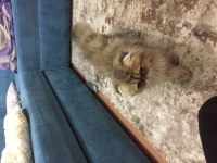 british longhair golden