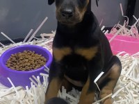 Aşılı ve aşısız estetikli veya estetiksiz doberman bebekler