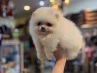 Pomeranian Dişi Yavrumuz
