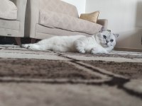 2 yaşında şecereli british shorthair kedimiz (Pars)