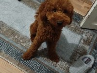 Köpeğimin acil sahiplendirilmesi gerekiyor