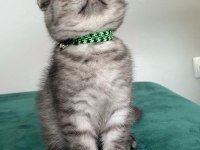 Safkan Scottish Fold Ankara