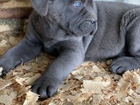 ÜST SEVİYE CANE CORSO YAVRULARI